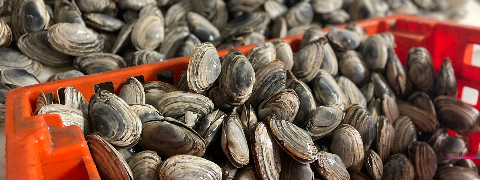 David's Fish Market