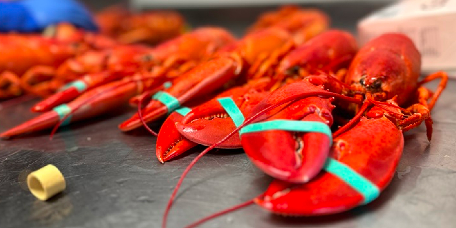 David's Fish Market